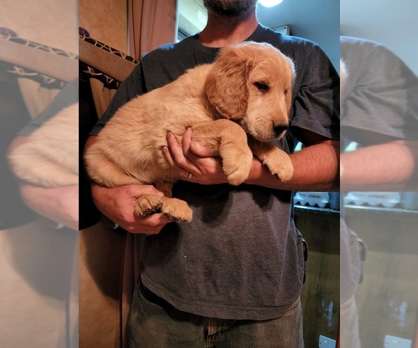 Medium Photo #1 Golden Retriever Puppy For Sale in KINGMAN, AZ, USA