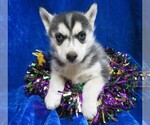 Small Photo #7 Siberian Husky Puppy For Sale in GROVESPRING, MO, USA