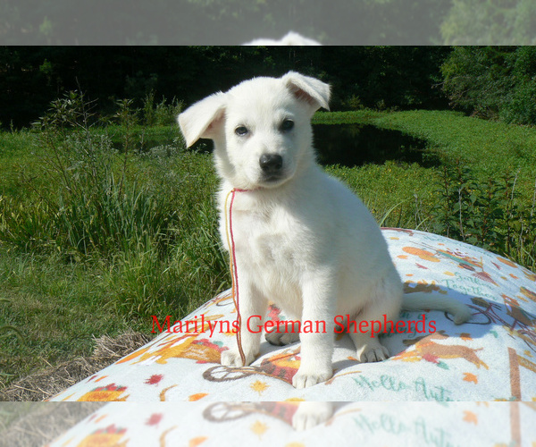 Medium Photo #2 German Shepherd Dog Puppy For Sale in PIEDMONT, MO, USA