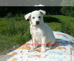Small #1 German Shepherd Dog