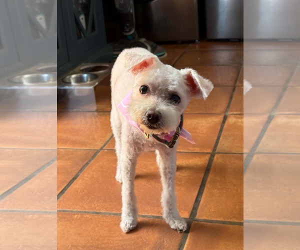 Medium Photo #3 Bichon Frise-Unknown Mix Puppy For Sale in Escondido, CA, USA