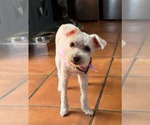 Small Photo #3 Bichon Frise-Unknown Mix Puppy For Sale in Escondido, CA, USA