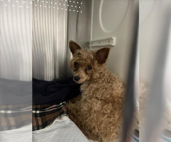 Medium Photo #1 Poodle (Miniature)-Unknown Mix Puppy For Sale in Woodland, CA, USA