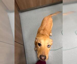 American Pit Bull Terrier Dogs for adoption in Baytown, TX, USA