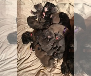 Cane Corso-Great Dane Mix Puppy for sale in SALEM, NJ, USA