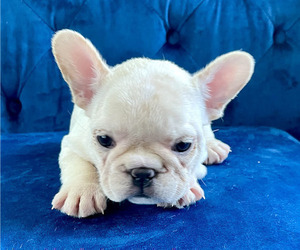 French Bulldog Puppy for sale in DENVER, CO, USA