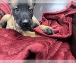Small Photo #93 Belgian Malinois Puppy For Sale in REESEVILLE, WI, USA