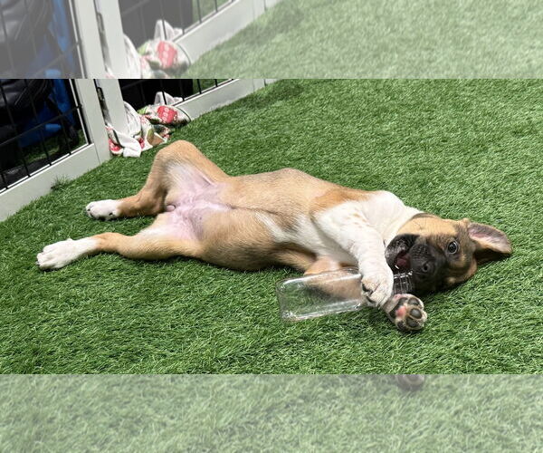Medium Photo #13 Mutt Puppy For Sale in Sanford, FL, USA