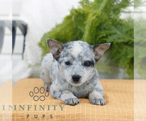 Australian Cattle Dog Puppy for sale in ATGLEN, PA, USA