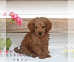 Small Poodle (Miniature)