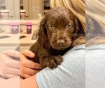 Small Photo #5 Boykin Spaniel Puppy For Sale in EDMOND, OK, USA