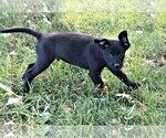 Small Photo #11 Labrador Retriever Puppy For Sale in SYRACUSE, IN, USA