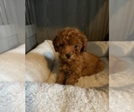 Small Photo #3 Poodle (Toy) Puppy For Sale in LANSDALE, PA, USA