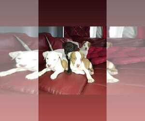 American Bully Mikelands -American Pit Bull Terrier Mix Puppy for sale in MERRILLVILLE, IN, USA