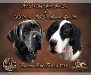 Mother of the Great Dane puppies born on 01/24/2022