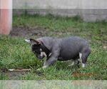 Small #2 French Bulldog
