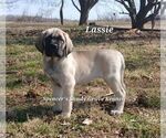 Small #2 Mastiff