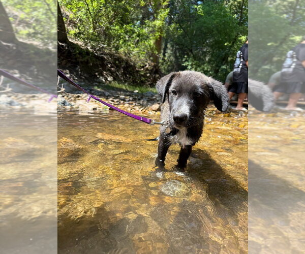 Medium Photo #3 Border Collie-Unknown Mix Puppy For Sale in Salt Lake City, UT, USA