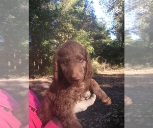 Irish Doodle-Poodle (Standard) Mix Puppy for sale in HEMLOCK, MI, USA