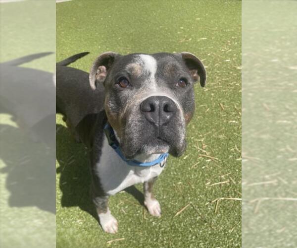 Medium Photo #2 American Pit Bull Terrier Puppy For Sale in Derwood, MD, USA