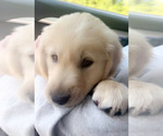 Small Photo #8 Golden Retriever Puppy For Sale in MILTON, FL, USA