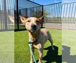 Small Photo #3 Mutt Puppy For Sale in Rockwall, TX, USA