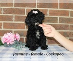 Small #3 Cockapoo (Miniature)