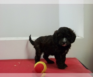 Cavapoo Puppy for Sale in ABBOTSFORD, Wisconsin USA