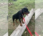 Small Photo #11 Rottweiler Puppy For Sale in COLUMBIA, TN, USA