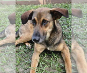Shepradors Dogs for adoption in oakland, FL, USA