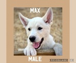 Small #3 German Shepherd Dog-Siberian Husky Mix