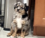 Puppy Clive Miniature Australian Shepherd