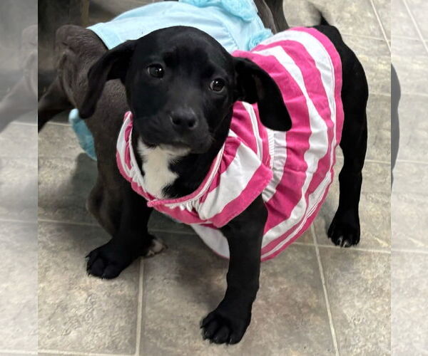 Medium Photo #1 Mutt Puppy For Sale in Rustburg, VA, USA