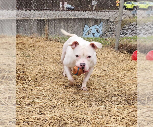 Medium Photo #6 American Pit Bull Terrier-Unknown Mix Puppy For Sale in Evansville, IN, USA
