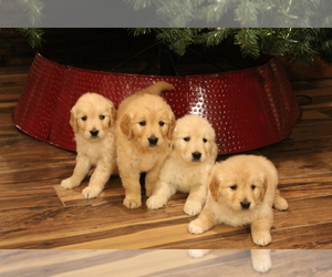 English Cream Golden Retriever Puppy for Sale in BIG BEND, Colorado USA