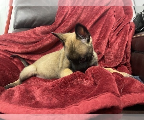Medium Photo #76 Belgian Malinois Puppy For Sale in REESEVILLE, WI, USA
