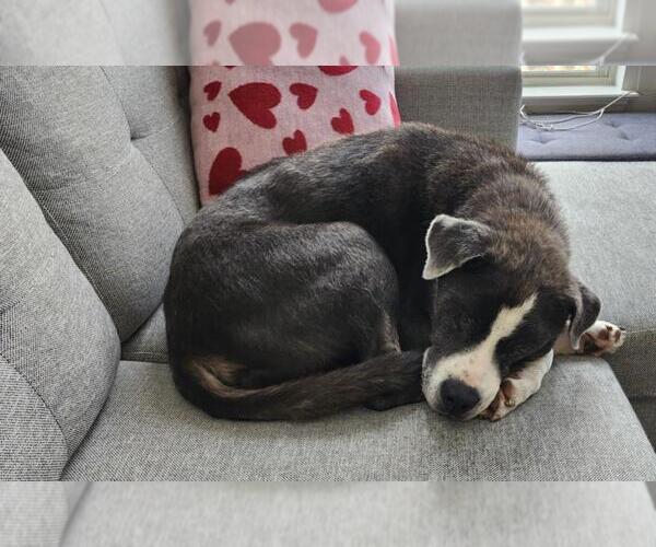 Medium Photo #1 Boxer-German Shepherd Dog Mix Puppy For Sale in Derwood, MD, USA