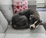 Small Boxer-German Shepherd Dog Mix