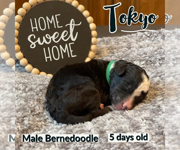 Medium Photo #11 Bernedoodle Puppy For Sale in OMAHA, NE, USA