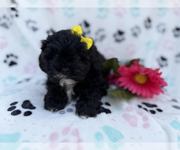 Medium Photo #1 Shih-Poo Puppy For Sale in LAKELAND, FL, USA
