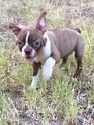 Small Photo #1 Boston Terrier Puppy For Sale in ALVORD, TX, USA