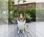 Small #2 Collie