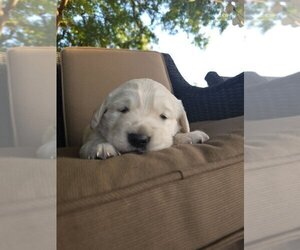 English Cream Golden Retriever Puppy for sale in SACRAMENTO, CA, USA