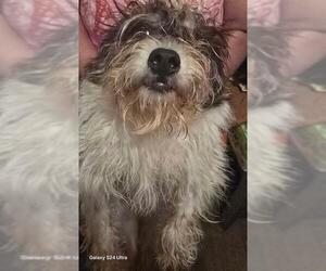 Mutt Dogs for adoption in San Antonio, TX, USA