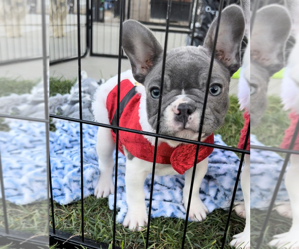 Medium Photo #6 French Bulldog Puppy For Sale in MIRA LOMA, CA, USA