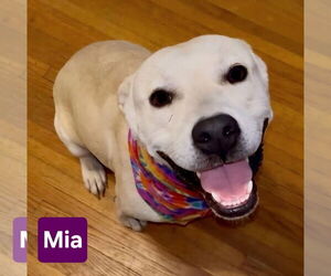 Labrador Retriever-Unknown Mix Dogs for adoption in Alexander, AR, USA