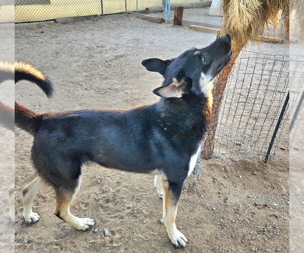 Medium Photo #3 German Shepherd Dog-Unknown Mix Puppy For Sale in Lake Forest, CA, USA