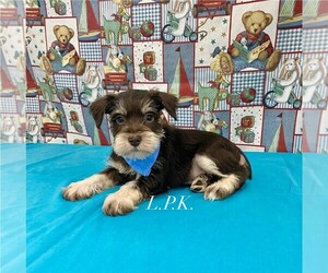Schnauzer (Miniature) Puppy for sale in WINNSBORO, LA, USA