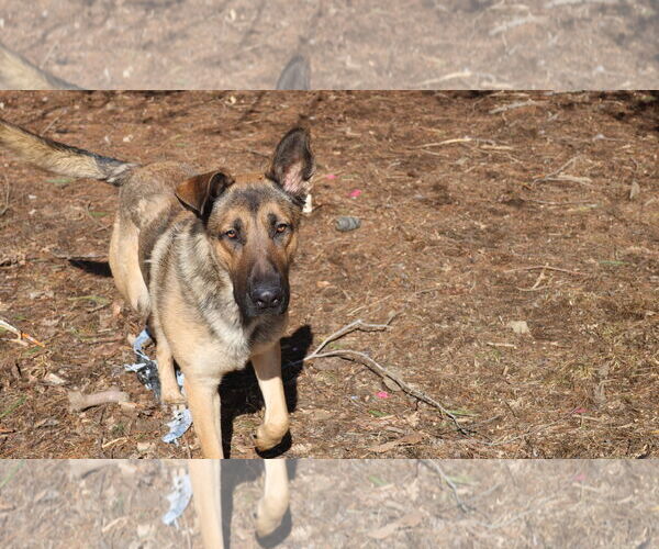 Medium Photo #19 German Shepherd Dog Puppy For Sale in Sebec, ME, USA