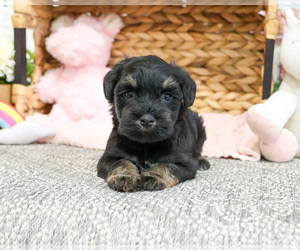 Schnauzer (Miniature) Puppy for sale in SYRACUSE, IN, USA